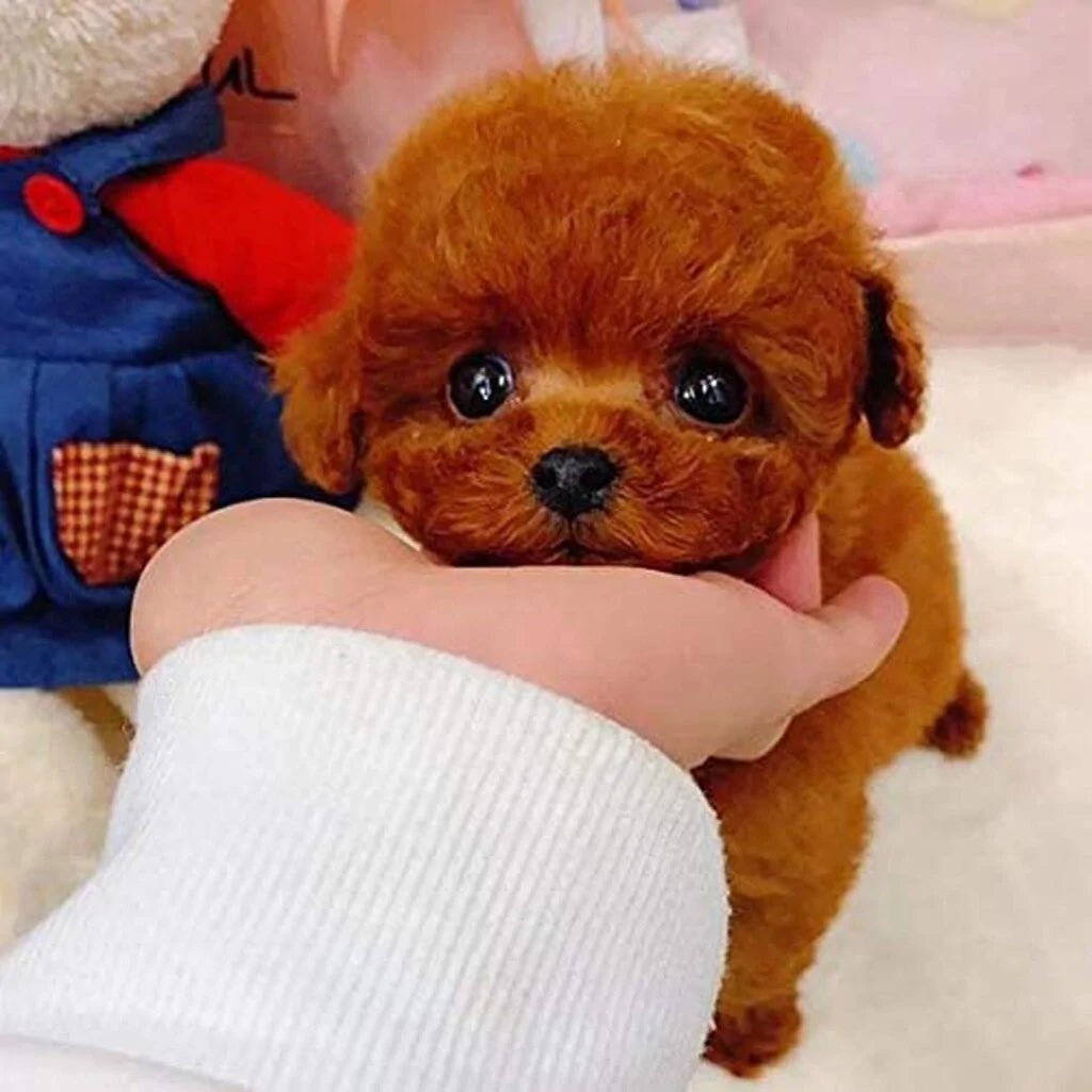 Realistic Teddy Dog Lucky - Buy That Thang