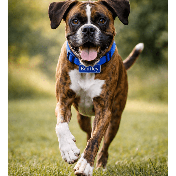 Custom Dog Memorial Stake – Personalized Boxer Dog Metal Grave Marker & Sympathy Gift - Buy That Thang